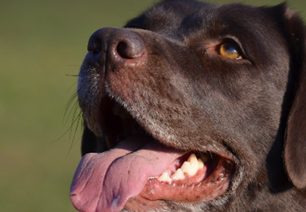 Pdl popolare contro l'accattonaggio con i cani